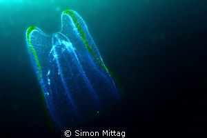 Ctenophora or Comb Jellyfish by Simon Mittag 